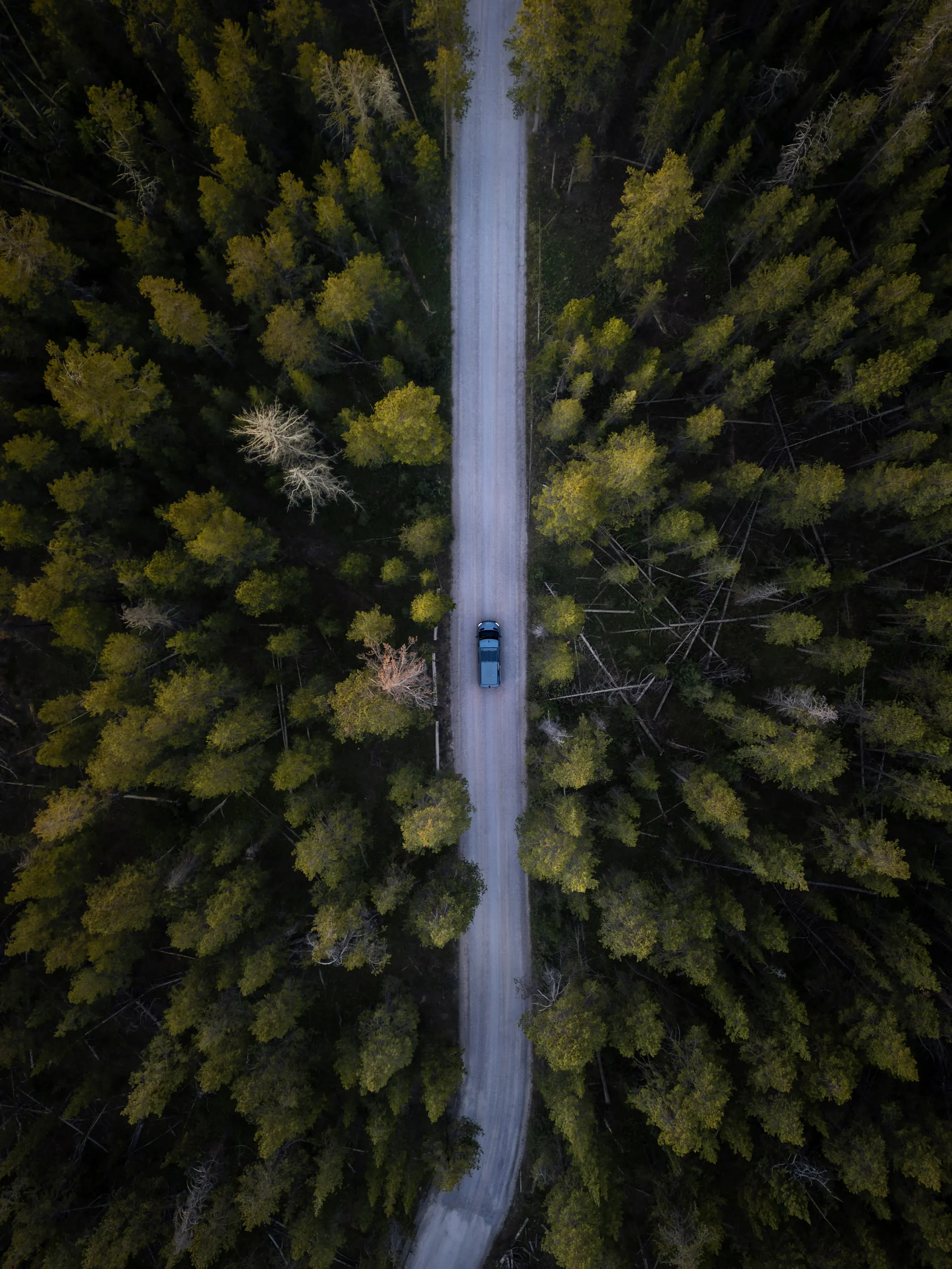 A campervan going through a forest